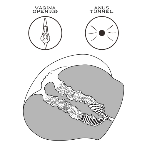 Реалистичный мастурбатор вагина и анус Streetgirl's №12