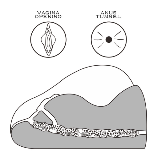 Реалистичный мастурбатор с вагиной и анусом Streetgirl's №2