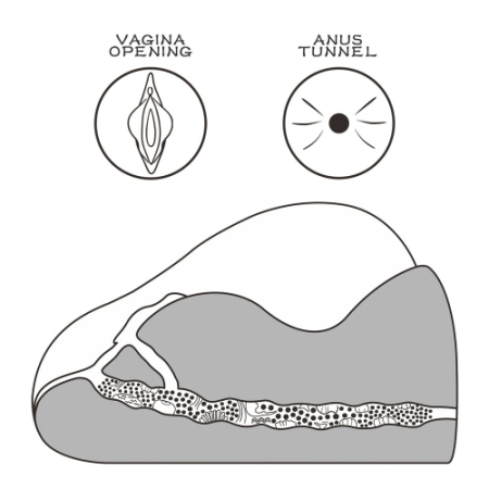 Реалистичный мастурбатор с вагиной и анусом Streetgirl's №2